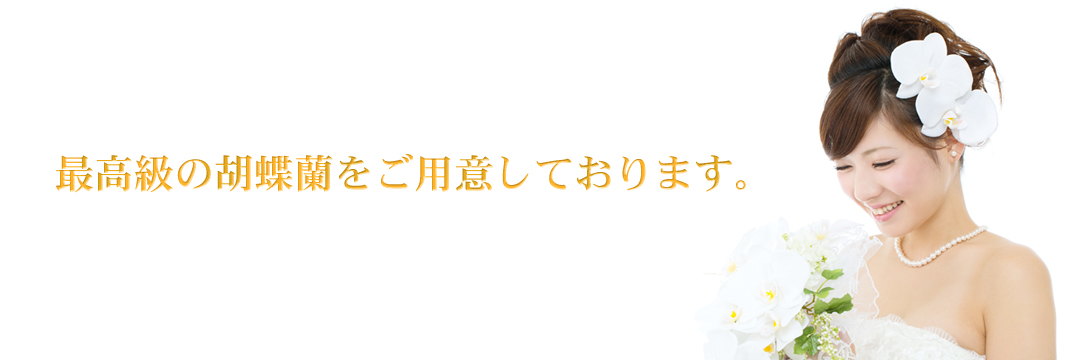 最高級の胡蝶蘭をご用意しております。