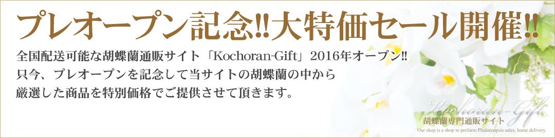 胡蝶蘭専門通販サイト『胡蝶蘭ギフト』プレオープン