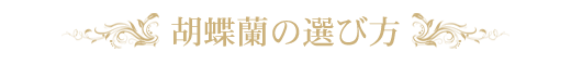 胡蝶蘭の選び方